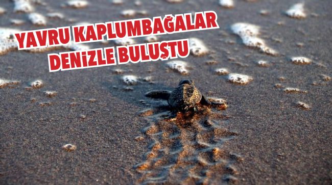 YAVRU KAPLUMBAĞALAR DENİZLE BULUŞMAYA BAŞLADI