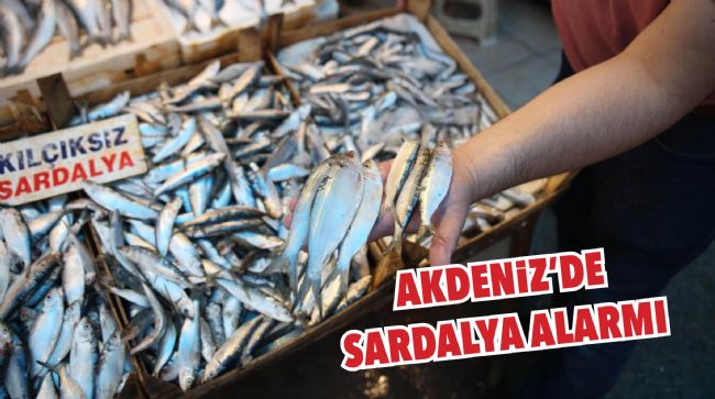 BALIKÇILAR SARDALYA İÇİN AV YASAĞI İSTEDİ