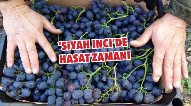 TURFANDA 'SİYAH İNCİ'DE HASAT ZAMANI