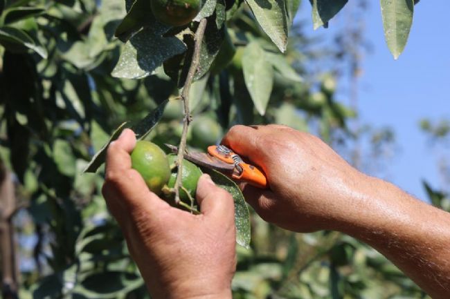 Mandalina, tarladan 30 TL ile 40 TL arasından alıcı buluyor