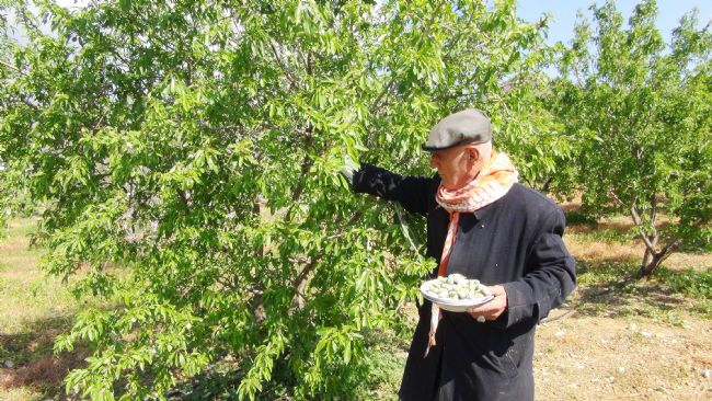 Türkiye’nin ilk badem çağlası hasadı Mersin’de yapıldı