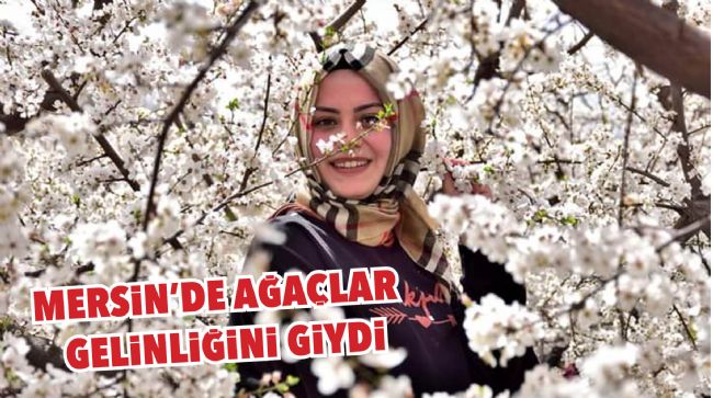 SOFRALIK KAYISININ ÜRETİM MERKEZİ MERSİN’DE AĞAÇLAR GELİNLİĞİNİ GİYDİ