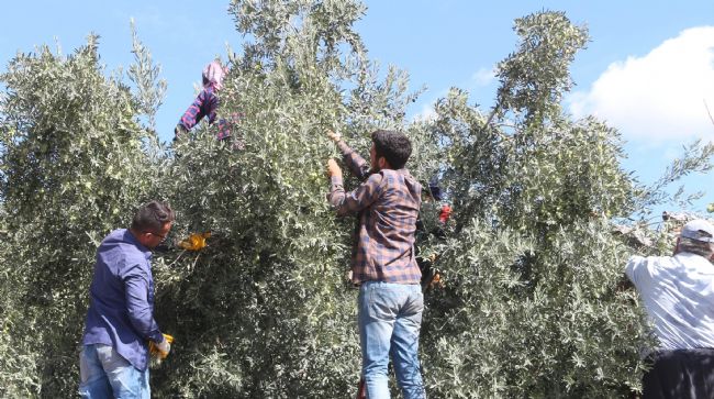 ZEYTİNDE HASAT SONA ERDİ, ÜRETİCİNİN YÜZÜ GÜLDÜ