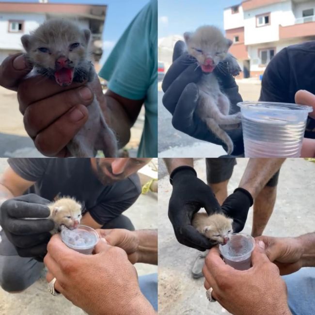 Enkazdan 6 gün sonra yavru kedi çıktı