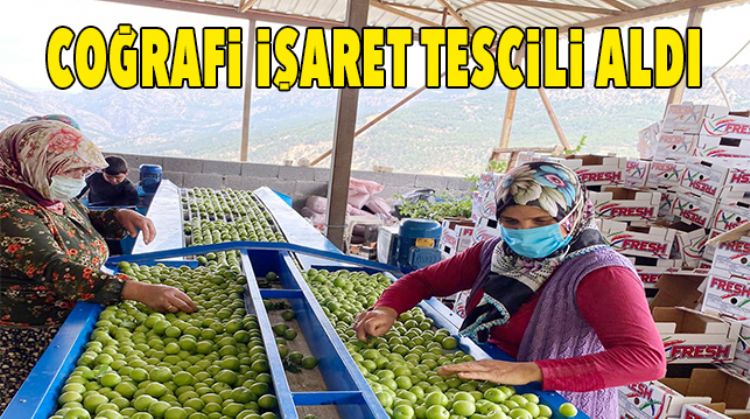 GÜLNAR GEZENDE ERİĞİ ARTIK TESCİLLİ