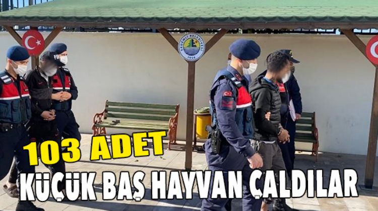 HAYVAN HIRSIZLARI YAKALANDI