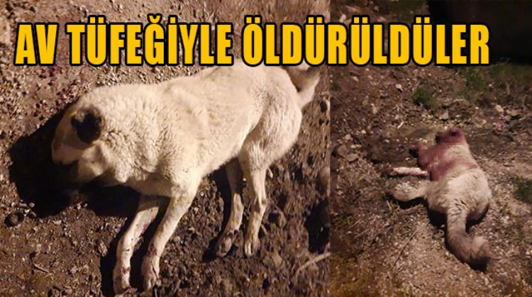 MERSİN’DE KÖPEK ÖLÜMLERİ TEPKİ ÇEKTİ