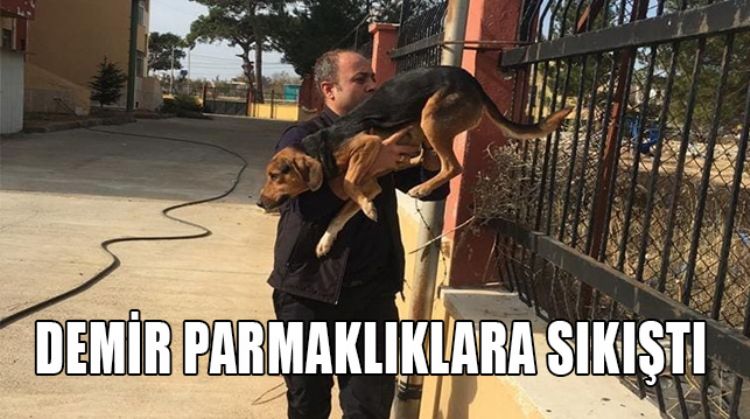 İTFAİYE EKİPLERİ YARDIMINA KOŞTU