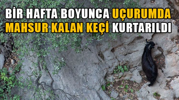ERDEMLİ’DE BİR HAFTADIR UÇURUMDA MAHSUR KALAN KEÇİNİN YARDIMINA İTFAİYE KOŞTU