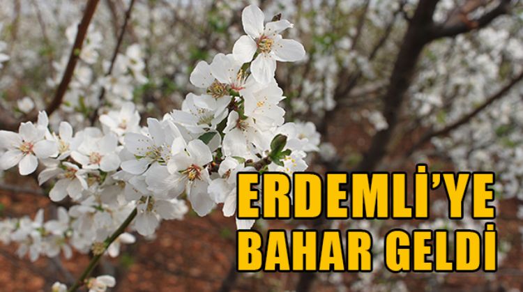 ERDEMLİ’DE ERİK AĞAÇLARI ZAMANINDAN ÖNCE ÇİÇEKLENMEYE BAŞLADI