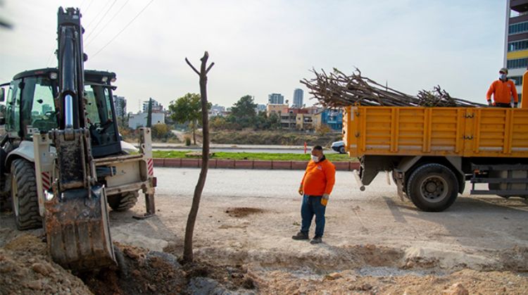MERSİN'DE 26. CADDEDEKİ AĞAÇLAR YOL YENİLEME ÇALIŞMASINDAN SONRA ESKİ YERLERİNE DİKİLECEK