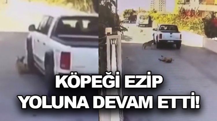 CANİ SÜRÜCÜ KÖPEĞİ EZDİ! (VİDEOLU)