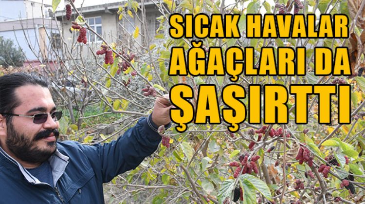 TARSUS’TA OCAK AYINDA MEYVE VEREN DUT AĞACI ŞAŞIRTTI