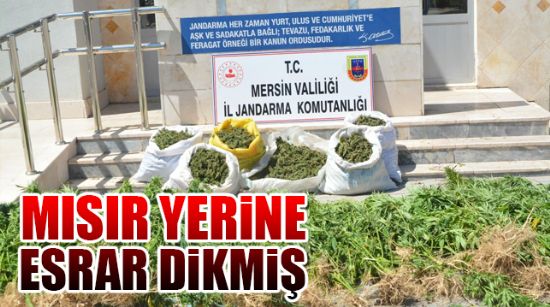 MISIR YERİNE ESRAR DİKMİŞ