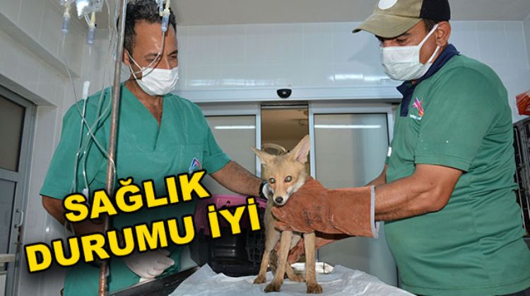TİLKİ SULAMA HAVUZUNA DÜŞTÜ