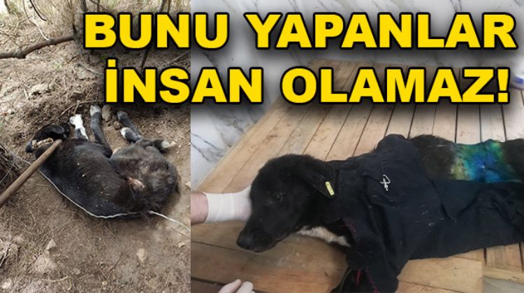 KÖPEĞE İŞKENCE EDİP ÖLÜME TERK ETTİLER
