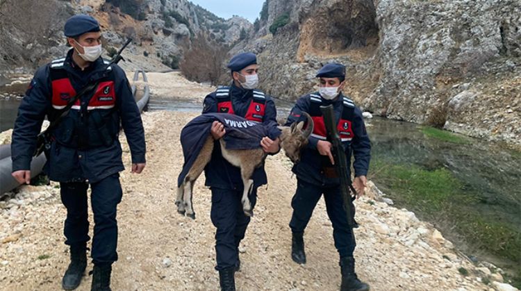 SİLİFKE’DE DONMAK ÜZEREYKEN BULUNAN YAVRU TEDAVİ ALTINA ALINDI