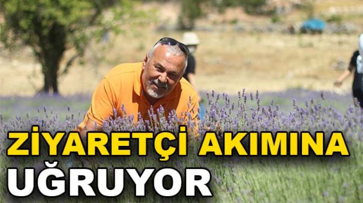 GÜLNAR’DA LAVANTA ÜRETİMİ YAYILIYOR