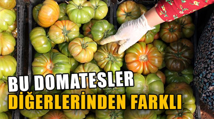 ERDEMLİ’DE BİR ÜRETİCİ ASIRLIK TOHUMLA YERLİ DOMATES YETİŞTİRİYOR