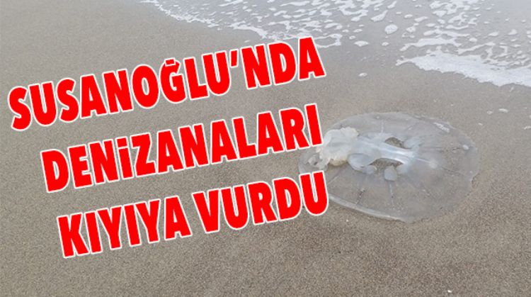 DENİZANALARI SAHİLE VURDU