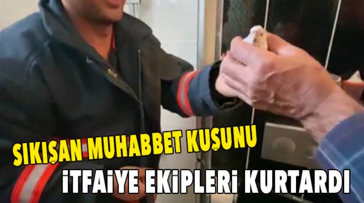 MUHABBET KUŞU DUŞAKABİNE SIKIŞTI
