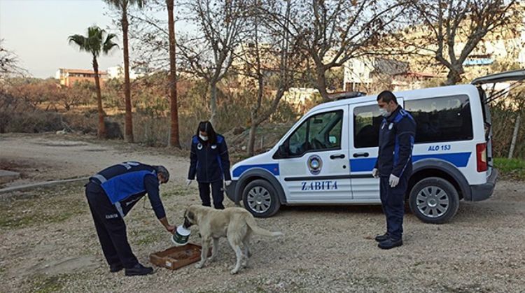 MUT'TA KISITLAMALARLA BERABER BOŞ KALAN SOKAKLARDA SOKAK HAYVANLARI UNUTULMADI