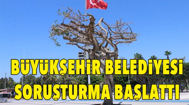 ÖZGECAN ASLAN MEYDANI’NDAKİ “AĞAÇ” İLE İLGİLİ AÇIKLAMA YAPILDI