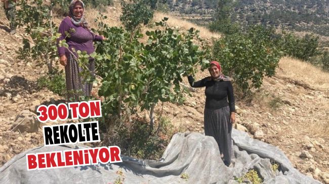 MUT'TA ANTEP FISTIĞI HASADI BAŞLADI