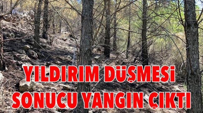 ORMANDA YANGIN