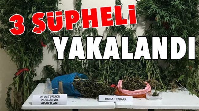 KENEVİR EKERKEN YAKALANDILAR