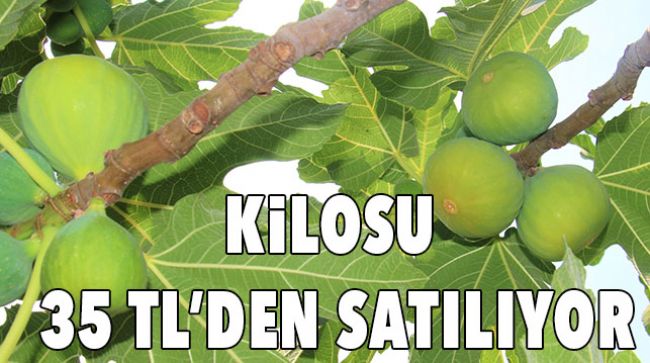 ERKENCİ İNCİR GELİR KAPISI OLDU