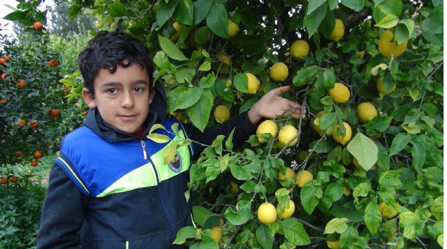 MERSİN’DE LİMON HASADI SÜRÜYOR