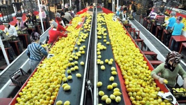 Yaş meyve sebze ihracatı 121,5 milyon dolar