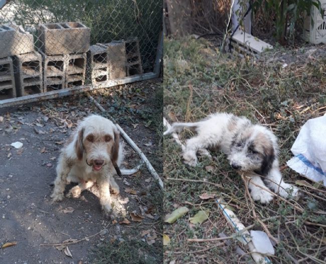 Çukura düşen yavru köpeği itfaiye kurtardı