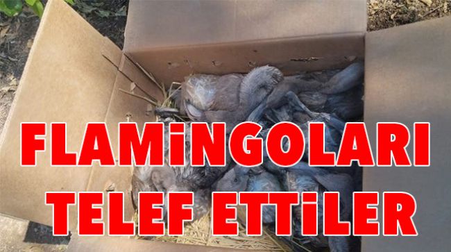 47 FLAMİNGODAN 22’Sİ TELEF OLDU