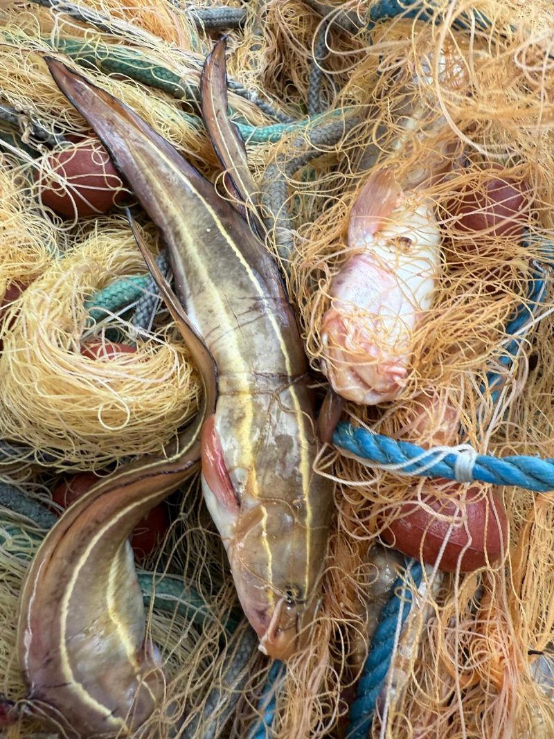 Mersin sahillerinde zehirli çizgili kedi balığı uyarısı