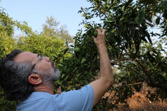 Kuraklık narenciye bahçelerini vurdu