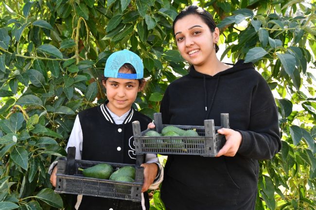 Büyükşehir’in tarımsal destekleri ile avokado üreticileri hasat yaptı