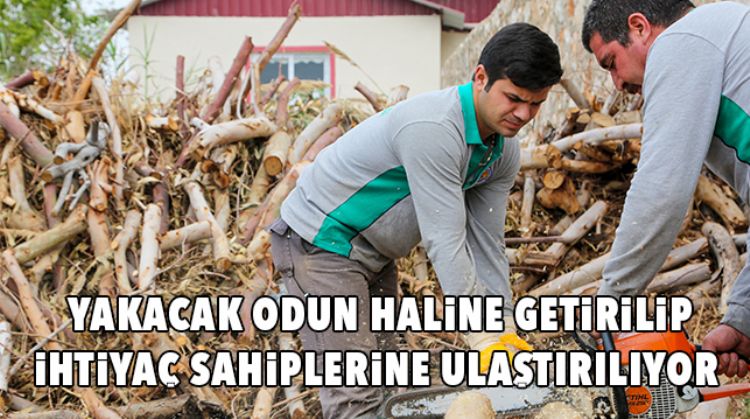 BUDANAN DALAR YAKACAK ODUN HALİNE GETİRİLİYOR