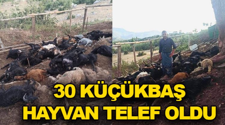 YILDIRIM 30 HAYVANI TELEF ETTİ