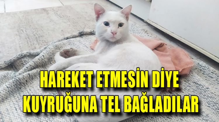 CANİLER KEDİ’NİN KUYRUĞUNA TEL BAĞLADILAR