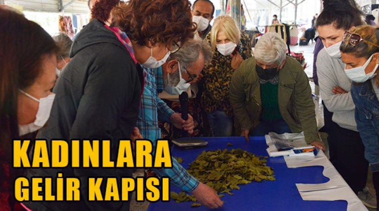 MERSİN’DE DEFNE YAPRAĞI KADINLARA EK GELİR OLUYOR