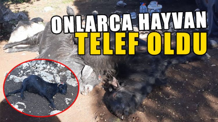 TARSUS’TA 45 KÜÇÜKBAŞ HAYVAN TELEF OLDU