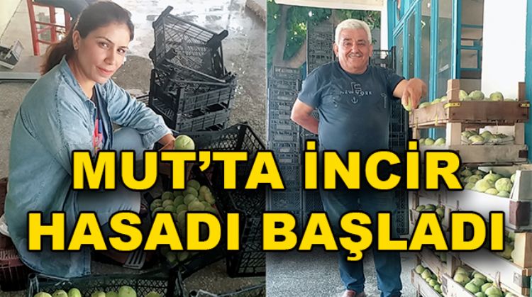 İNCİRİN KİLOSU 20 LİRA
