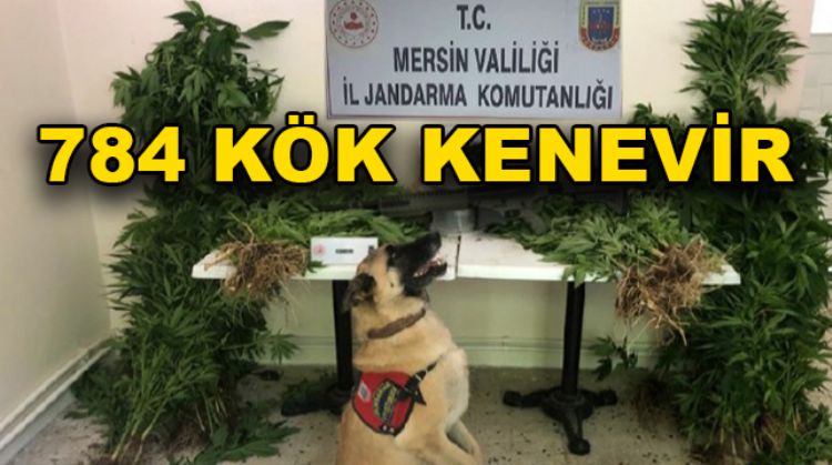 MEZİTLİ’DE UYUŞTURUCU OPERASYONU
