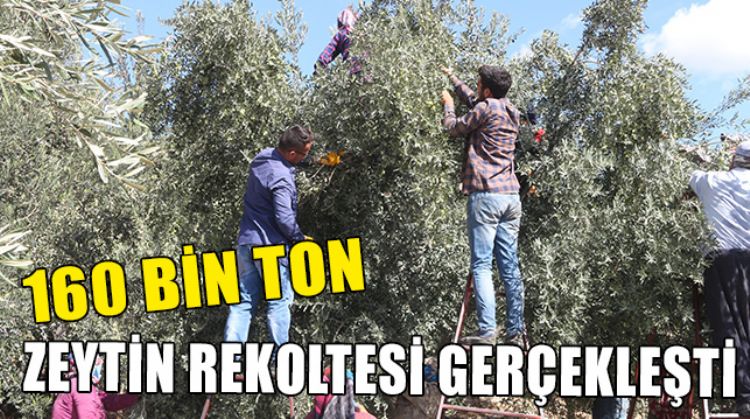 BU YIL ZEYTİNDE KAYIP YÜZDE 13