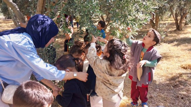 Minik öğrenciler, depremzedelere göndermek için zeytin topladı