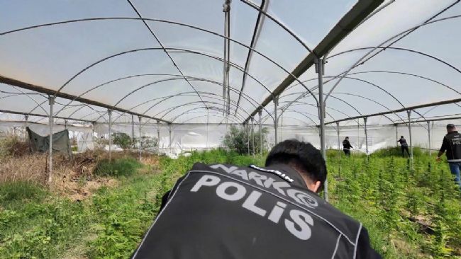 Mersin'de seraya baskın: Binlerce kök Hint keneviri ele geçirildi