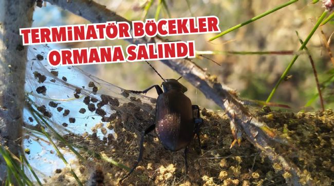'TERMİNATÖR' BÖCEKLER İŞ BAŞINDA