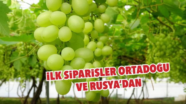 TURFANDA ÜZÜMLERİNİN HASADI BAŞLADI